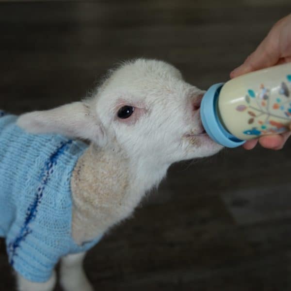 New baby lamb